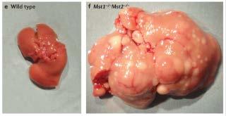 - Mutations in this gene lead to tissue overgrowth, or a hippopotamus -like phenotype.