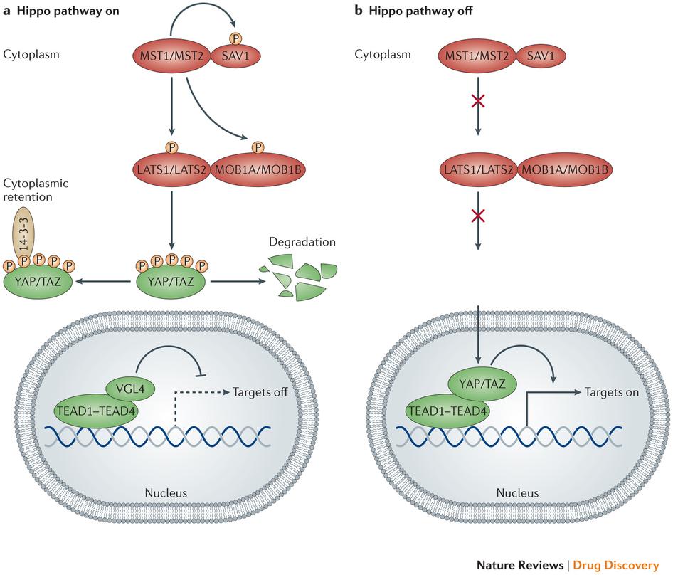 Introduction Mode of action of Hippo signaling pathway Johnson, Randy, and Georg Halder.