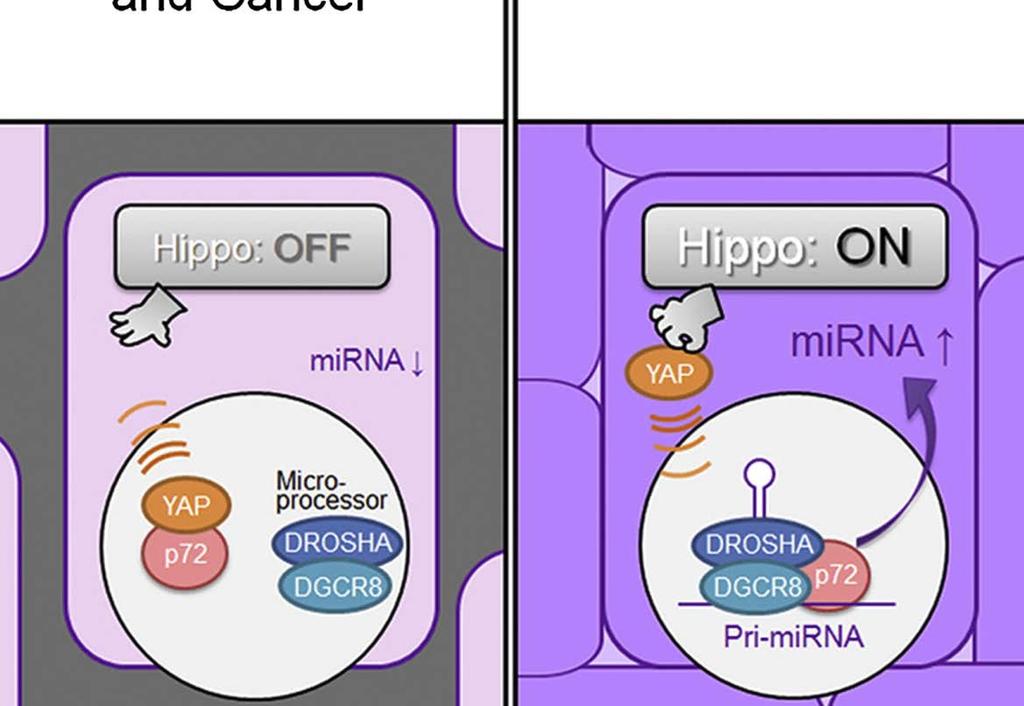 Introduction Regulation of Microprocessor by Hippo pathway - At low cell density, Hippo pathway is inactive, and nuclear YAP1 binds to and sequesters DDX17(p72) to suppress pri-mirna processing.