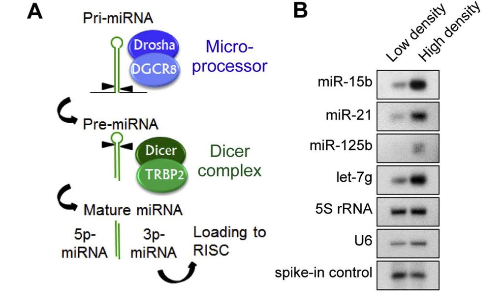 Introduction Cell-density-dependent mirna biogenesis Mori, Masaki, et al.