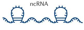 What is MicroRNA? MicroRNAs (mirnas) - They are short non-coding RNAs of 20-24 nucleotide not translated into proteins.