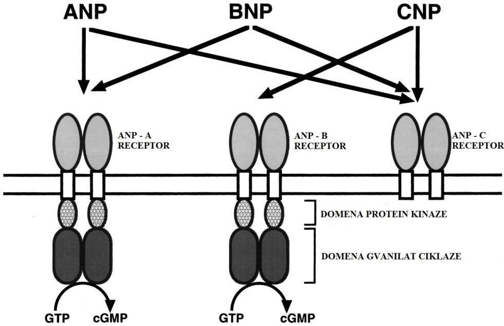 Slika 3: Receptori za natrijuretičke peptide. ANP i BNP se vežu na ANP-A i ANP-C tip receptora, CNP se veže na ANP-B i ANP-C tip receptora (Suzuki i sur., 20