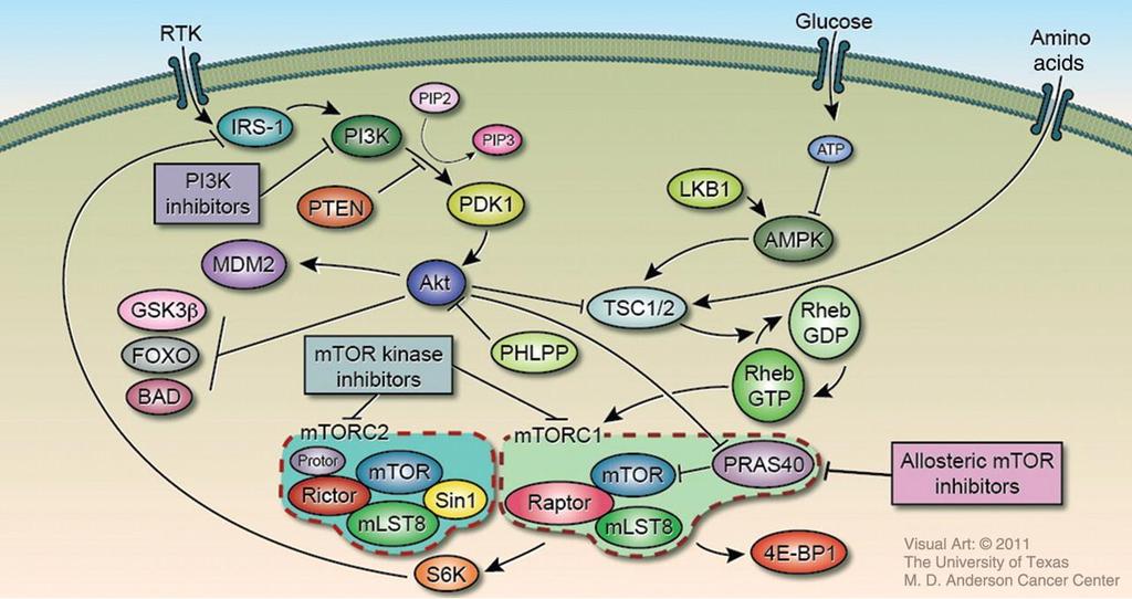 A partial list of agents targeting the PI3K signaling axis in clinical development BKM120 (Novartis) GDC-0068 (Pan-AKT) (Genentech) AKTi-1/2 (Merck)