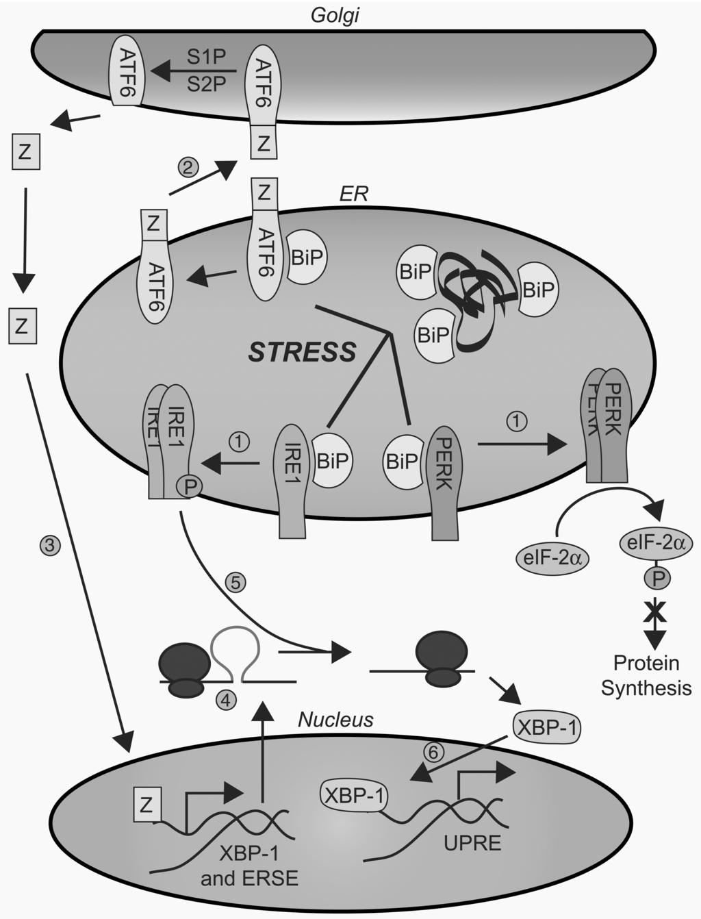 124 Daniels et al. Fig. 4. The mammalian UPR pathway. In the absence of ER stress, BiP remains bound to three distinct ER transmembrane receptors: IRE1, ATF6, and PERK.