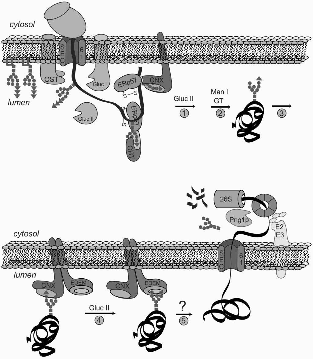 120 Daniels et al. Fig. 3. Model of ERAD. A nascent protein chain is cotranslationally inserted into the ER lumen through the Sec61 translocon.