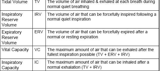 LUNG VOLUMES Basic Measurements Forced vital capacity (FVC) FEV1: The forced