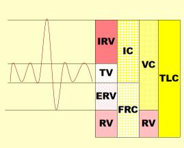 Respiratory Vol (MRV) Maximal Ventilatory Vol (MVV) Other volumes & capacities