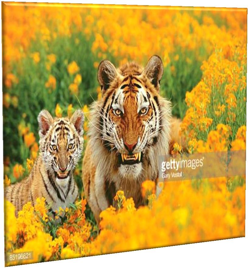 (1) A TIGER OR FLOWER? THREAT TO CHALLENGE. Acknowledge stress and trauma when it happens Tiger or flowers?