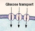 Glucose upatke in