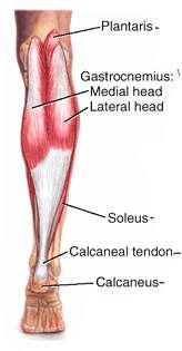 Gastrocnemius O: Medial head- Posterior surface of distal femur just