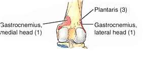 lateral femoral condyle I: Via calcaneal tendon (tendo Achilles) to