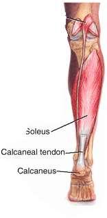O: Soleal line and medial border of tibia; posterior aspect of fibular