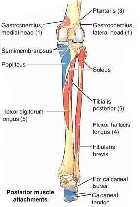 between tibial and fibular attachments I: Via calcaneal tendon, to