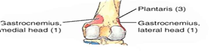 O: Inferior part of lateral supracondylar line of femur and oblique popliteal ligament of knee I: Via