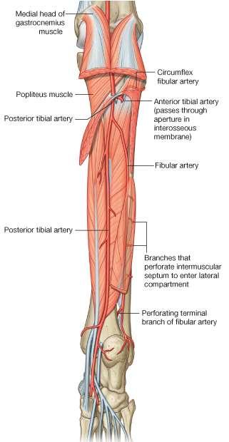 Arterial supply of the leg Popliteal divides into: i. Anterior tibial ii.