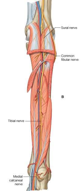The nerves Sciatic nerve becomes: i.