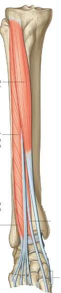 Extensor halucis longus O: Middle half of medial surface of fibula and adjacent interosseous membrane I: Dorsal surface of base