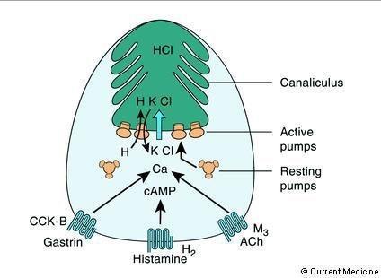 Three pathways control parietal cell acid secretion 1. Neural stimulation via vagus nerve 2.