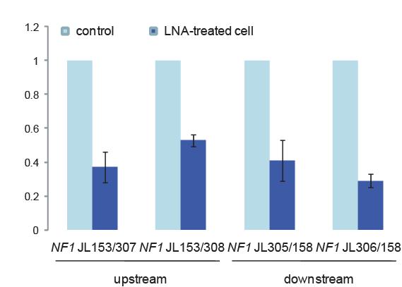 Figure 2. NF1 gene expression in control cells and in cells treated with Zorro-LNA. Figure 3.