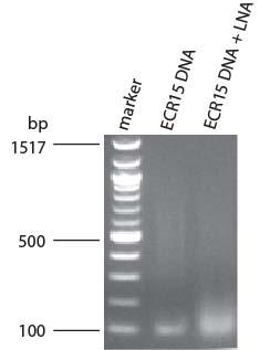 change after Zorro-LNA binding (Figure 3). CTCF binding was also changed in this region, as shown by EMSA (Figure 3).