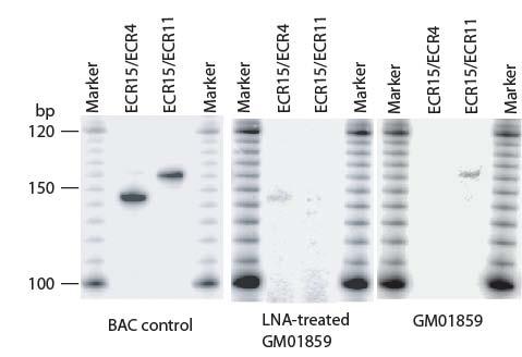 changed in Zorro-LNAtreated GM01859 cells.