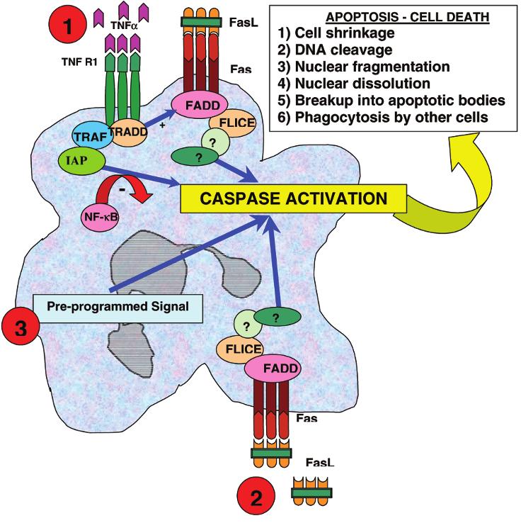 Critical Care August 2003 Vol 7 No 4 Seely et al. 300 Figure 2 Neutrophil apoptosis pathways. Note that Fas, FADD, and FLICE are also known as APO-1, MORT-1, and MACH, respectively.