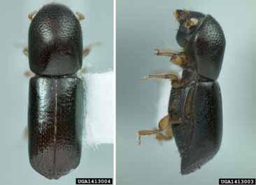 Origin, Detection, and Spread of the Pest The redbay ambrosia beetle is native to India, Japan, Myanmar, and Taiwan (Hanula et al., 2008; Mayfield and Thomas, 2006).