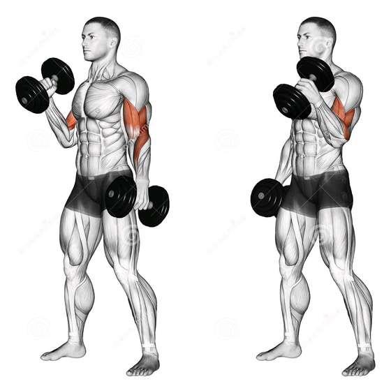 > Upper Body TWL = 60 lb x 12 reps x 4 sets = 2880 lbs DB Hammer Curl > Biceps >