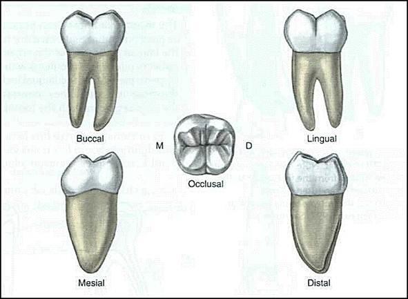 Root: normaly 2 roots, one mesial and one distal