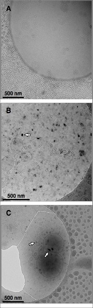 Figure 2. Cryo-TEM images of the DPPC vesicle control (A,no C60) and samples at a DPPC/C60 ratio of 200:1 containing DPPC vesicles and nano-c60 (B and C).