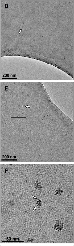 Figure 2 D-F shows TEM images of C60 nanoparticles and nano-c60 aggregates that remained in the top aqueous phase after extracting the lipids.
