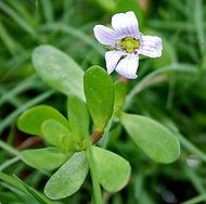 CASE STUDIES: BRAHMI IN TEA Brahmi (Bacopa monnieri) Traditionally used in Ayurveda as a tea Key components are saponin glycosides linked to enhanced cognitive performance Risk assessment defining