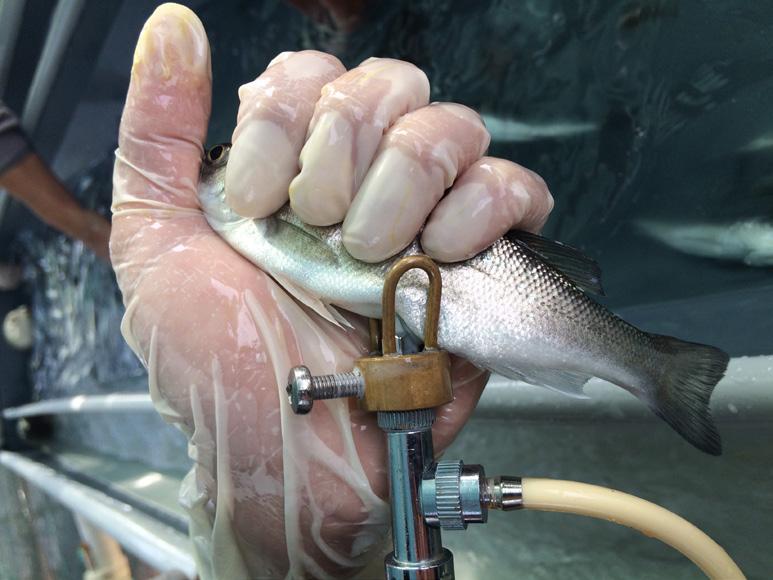 good grip, minimal pressure on fish Picture 19: