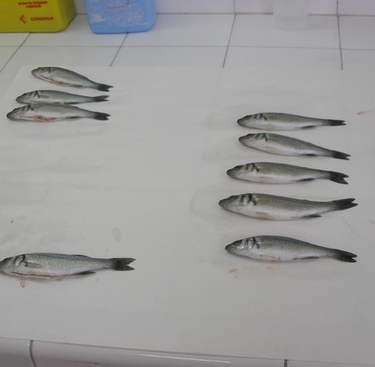 team (see picture 26). Make sure that all fish sizes are checked The same personnel should perform quality control throughout the vaccination period.