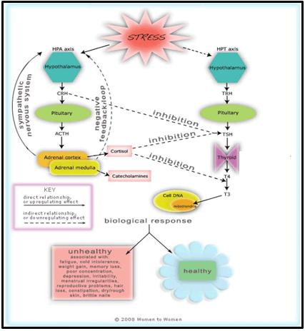 HPA Axis HPT Axis Interplay The HPA axis is a key to a balanced steroidogenic pathway Activation of hypothalamus in response to stress AND production of glucocorticoids directly