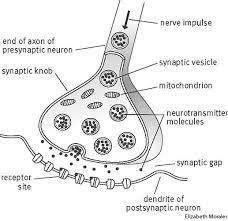 Synapses & Neurotransmitters Neurons DO NOT TOUCH. The synapse is a gap.