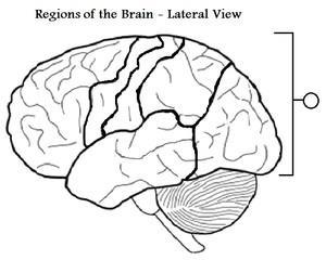 The Brain: Our