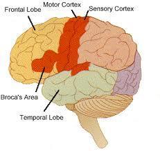 The Forebrain Parietal Lobes Functions: receives sensory information about the somatic senses of touch, pain, and temperature.