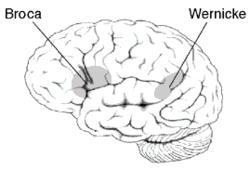 The Forebrain Temporal Lobes Function: auditory processing, olfaction, and recognition of faces.