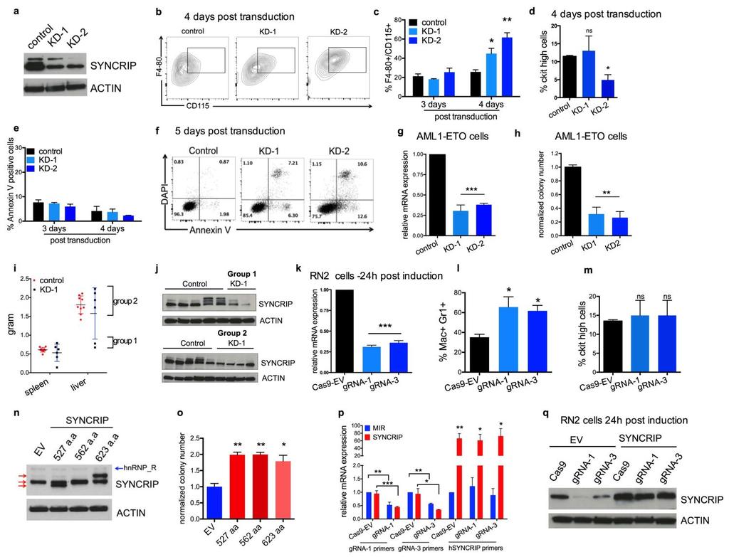 Supplementary Figure 2 SYNCRIP is required for survival of leukemia cells in vitro and in vivo. (a) Efficient knockdown of SYNCRIP in mouse MLL-AF9 leukemia cells.