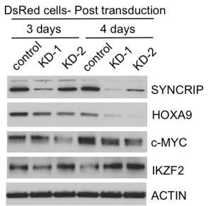 SYNCRIP c-myc HOXA9 IKZF2 k KD-1 KD-2 Cas9 TOTAL RNA grna-1 grna-2 shrna#1 shrna#2 dsred cells RN2 cells MOLM13 cells l m 1.2 0.8 0.6 0.4 0.