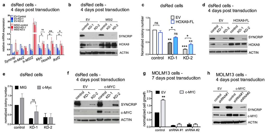 Supplementary Figure 7 HOXA9 but not MYC overexpression partially rescues the colony-forming ability of SYNCRIP-depleted cells.