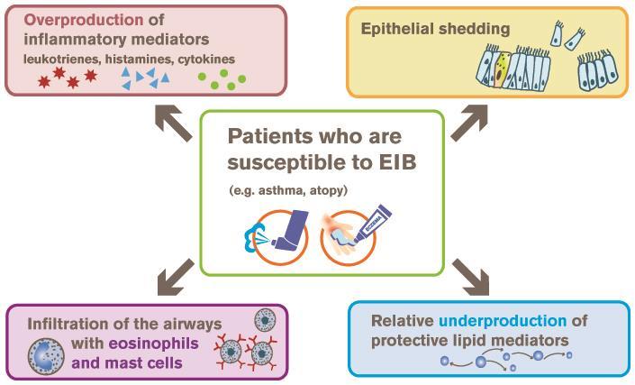 EIB tương ứng với sự gia tăng đáp ứng viêm Tăng sản xuất quá mức các chất trung gian gây viêm Sự xâm nhập vào đường dẫn khí của BCAT và Dưỡng bào