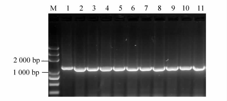 . Clustal W. DnaSP version. S h π K MEGA version. Kimura NJ Neighbor - joining Bootstrap. Cyt b PCR bp PCR GenBank mtdna Cyt b NC _ 9579 Clastal X 99% M DL mtdna Cyt b Cyt b PCR Fig.