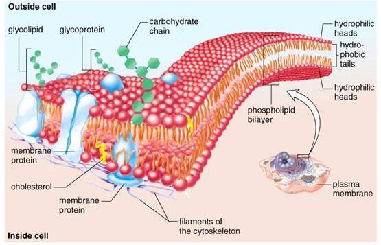 BIOLOGY 12 CELL MEMBRANES NAME: INTRODUCTION 1. The cell membrane the passage of molecules into and out of the cell. 2.