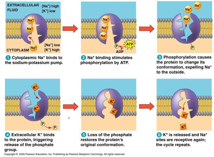 The SODIUM-POTASSIUM PUMP: One type of active transport present in all cells, but especially important in nerve and muscle cells, is the active accumulation of sodium ions (Na + ) outside the cell