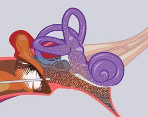 We have recently discovered that the tiny blood vessels in the inner ear are innervated by branches of the same nerve that innervates the intracranial blood vessels severely affected in migraine