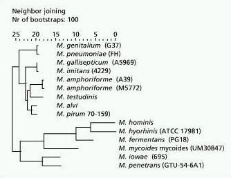 13 pirum in M. testudinis (Jensen, 2006). Pred kratkim so iz respiratornega trakta izolirali še eno vrsto mikoplazem te skupine, ki bo najbrž poimenovana v M. amphoriforme (Webster in sod., 2003).