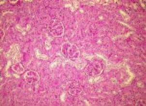 (A) shows a normal histology from a control animal.