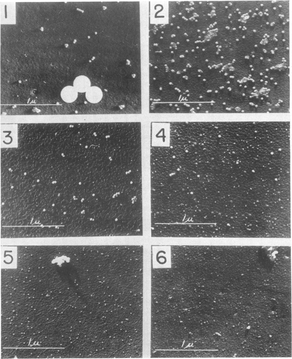 242 BRIEFS, BREESE, JR., WARREN, AND HUEBNER [VOL. 64 Downloaded from http://jb.asm.org/ Figure. 1. Coxsackie no. 93 prepared from amniotic fluid. Chromium shadowed. Dow latex balls added. Figure 2.